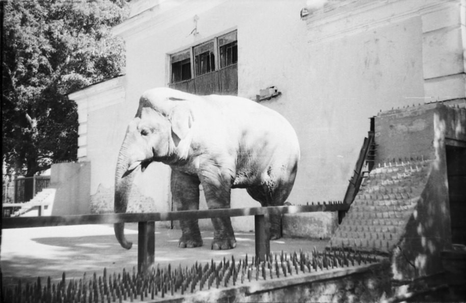 Слон в ленинградском зоопарке. 1960 год. Image